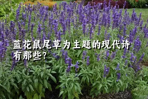 蓝花鼠尾草为主题的现代诗有那些？