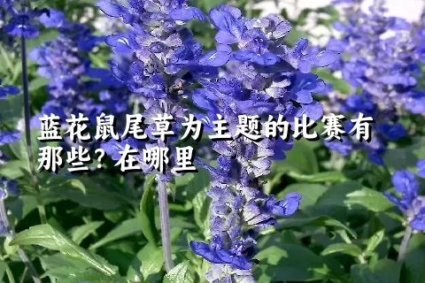 蓝花鼠尾草为主题的比赛有那些？在哪里