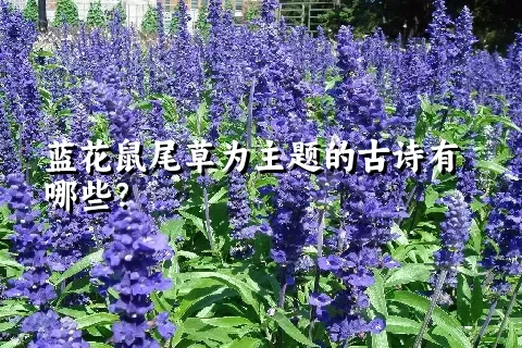 蓝花鼠尾草为主题的古诗有哪些？