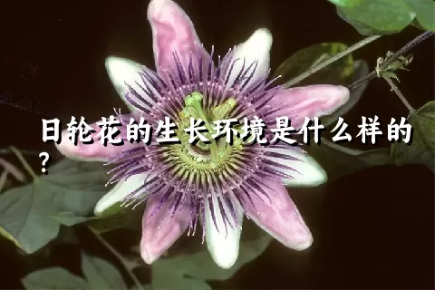 日轮花的生长环境是什么样的？