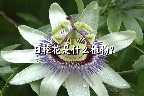 日轮花是什么植物？