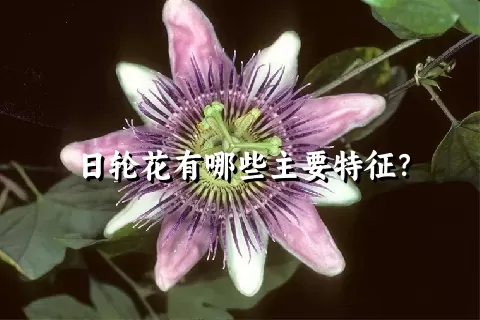 日轮花有哪些主要特征？