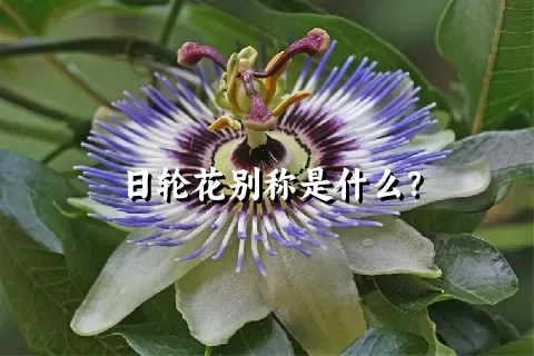 日轮花别称是什么？