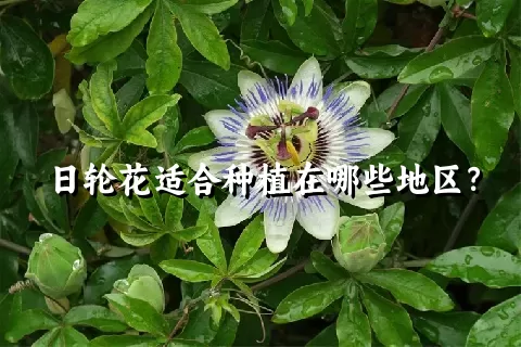 日轮花适合种植在哪些地区？