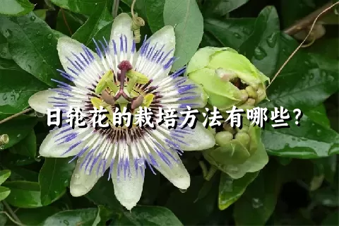 日轮花的栽培方法有哪些？