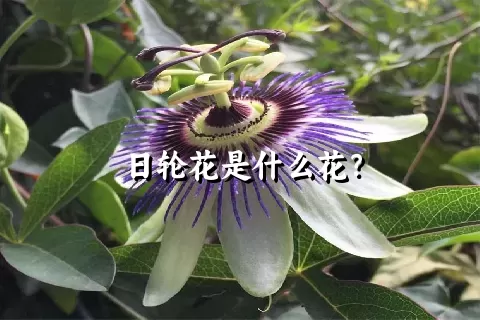 日轮花是什么花？