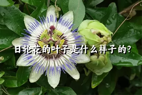 日轮花的叶子是什么样子的？