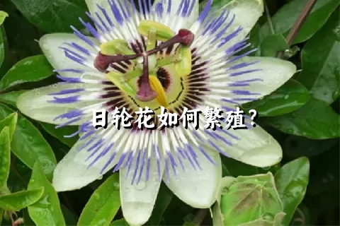 日轮花如何繁殖？