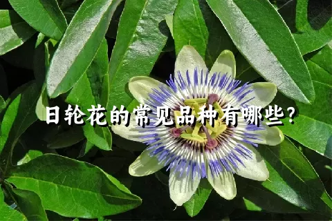 日轮花的常见品种有哪些？