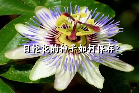 日轮花的种子如何保存？