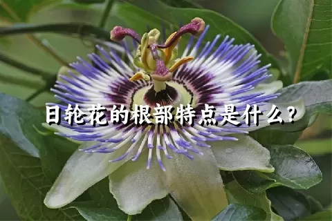 日轮花的根部特点是什么？