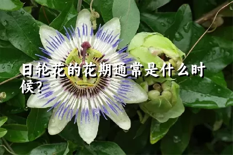 日轮花的花期通常是什么时候？