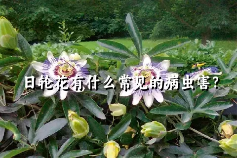 日轮花有什么常见的病虫害？