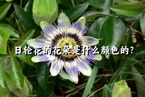 日轮花的花朵是什么颜色的？