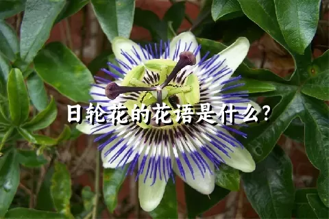 日轮花的花语是什么？