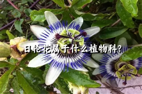 日轮花属于什么植物科？