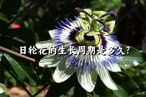 日轮花的生长周期是多久？