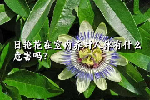 日轮花在室内养对人体有什么危害吗？