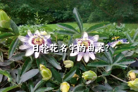 日轮花名字的由来？