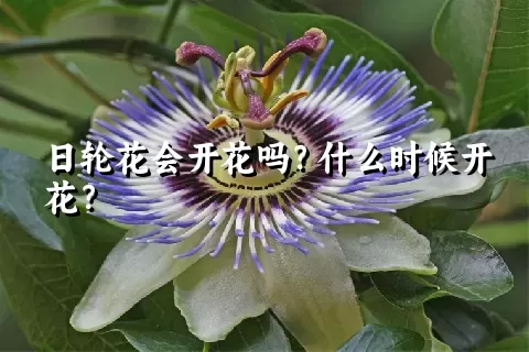 日轮花会开花吗？什么时候开花？