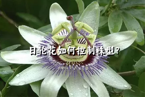 日轮花如何控制株型？