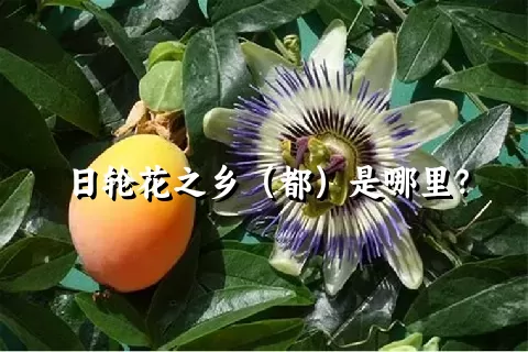 日轮花之乡（都）是哪里？