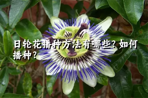 日轮花播种方法有哪些？如何播种？