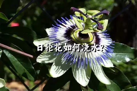 日轮花如何浇水？