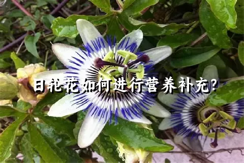 日轮花如何进行营养补充？