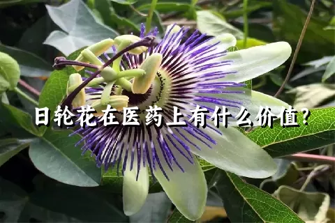 日轮花在医药上有什么价值？