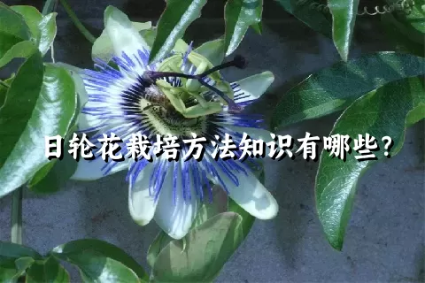 日轮花栽培方法知识有哪些？