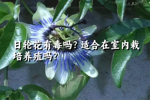 日轮花有毒吗？适合在室内栽培养殖吗？