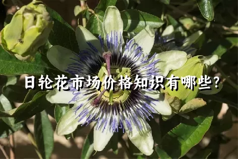 日轮花市场价格知识有哪些？