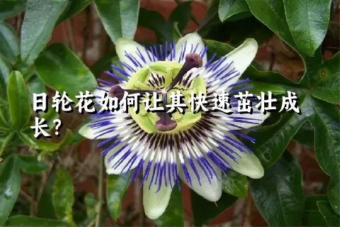 日轮花如何让其快速茁壮成长？