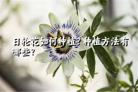 日轮花如何种植？种植方法有哪些？