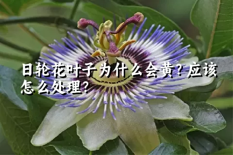 日轮花叶子为什么会黄？应该怎么处理？