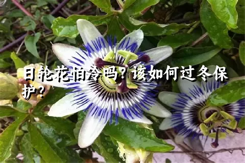 日轮花怕冷吗？该如何过冬保护？