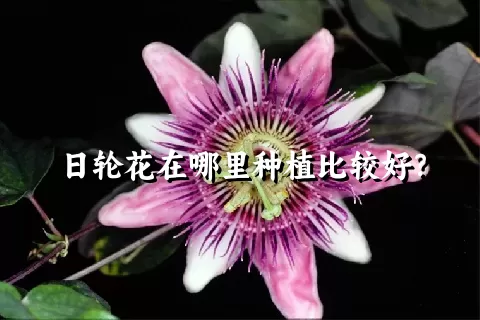 日轮花在哪里种植比较好？