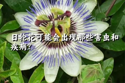 日轮花可能会出现那些害虫和疾病？