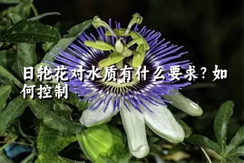 日轮花对水质有什么要求？如何控制