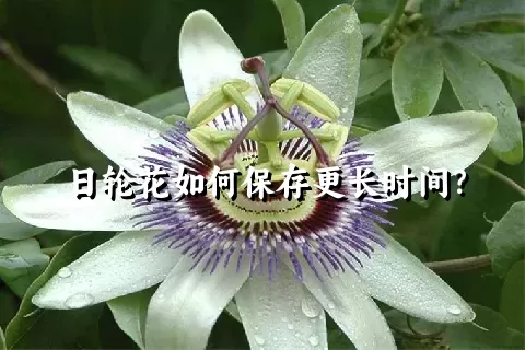 日轮花如何保存更长时间？