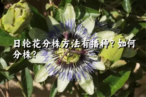 日轮花分株方法有播种？如何分株？