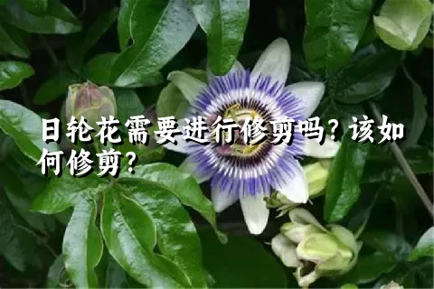 日轮花需要进行修剪吗？该如何修剪？