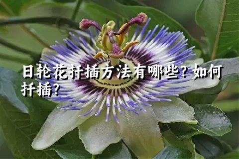 日轮花扦插方法有哪些？如何扦插？