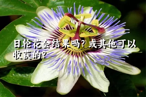 日轮花会结果吗？或其他可以收获的？