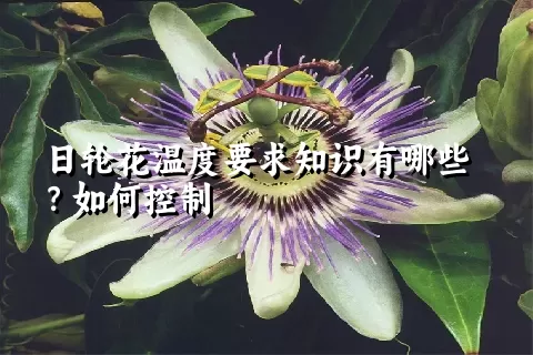 日轮花温度要求知识有哪些？如何控制