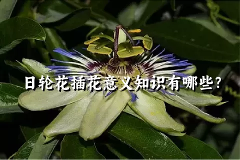 日轮花插花意义知识有哪些？