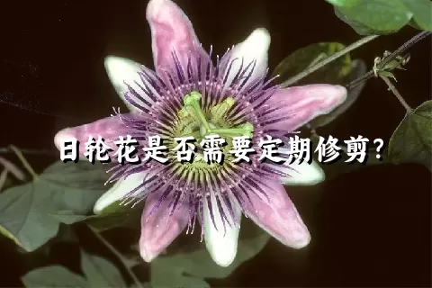 日轮花是否需要定期修剪？