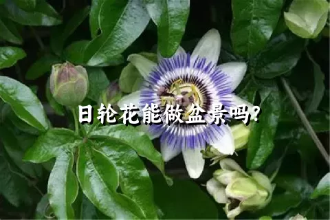 日轮花能做盆景吗？