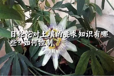 日轮花对土壤的要求知识有哪些？如何控制